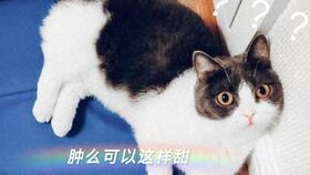 娱乐圈吃瓜磕cp